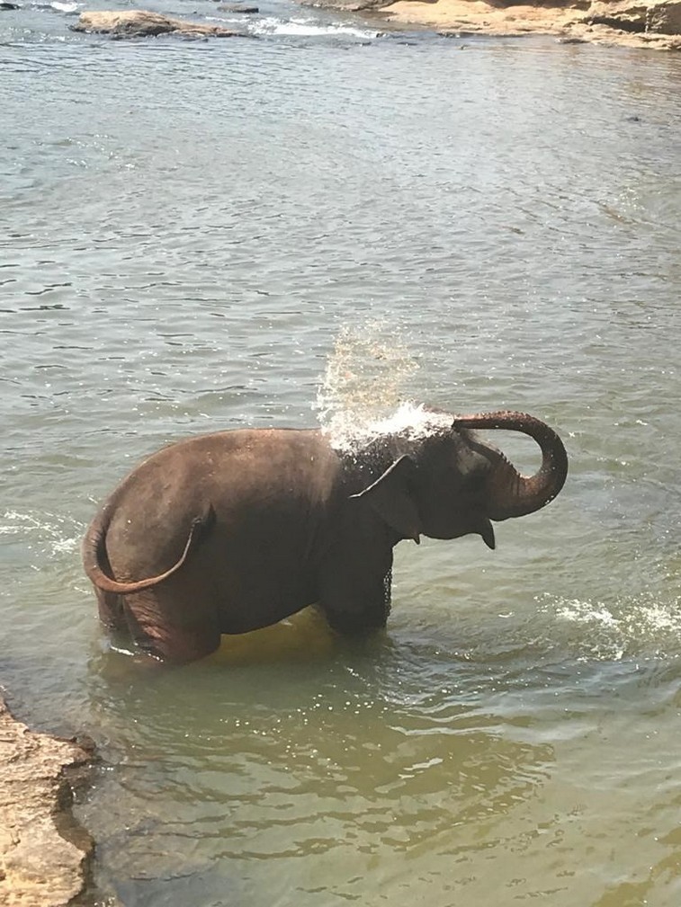 Elefante che si lava in Srilanka